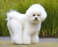 /album/fotogaleria/bichonfrise1-jpg/